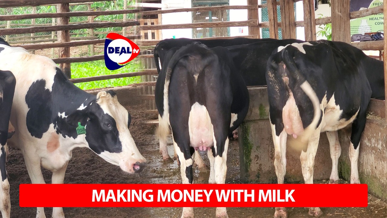 We Toured a Profitable Dairy Farm in Mukono | Sanga Dairy & Breeding Farm