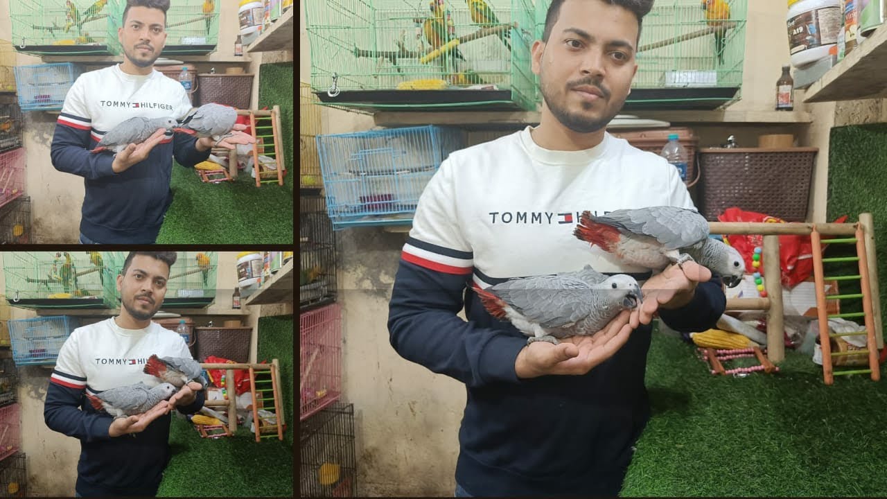 Must watch before buying African grey parrot /very informative videos from wajid