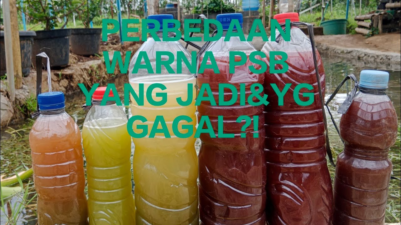 SEPERTI APA WARNA PSB YANG GAGAL❓❗