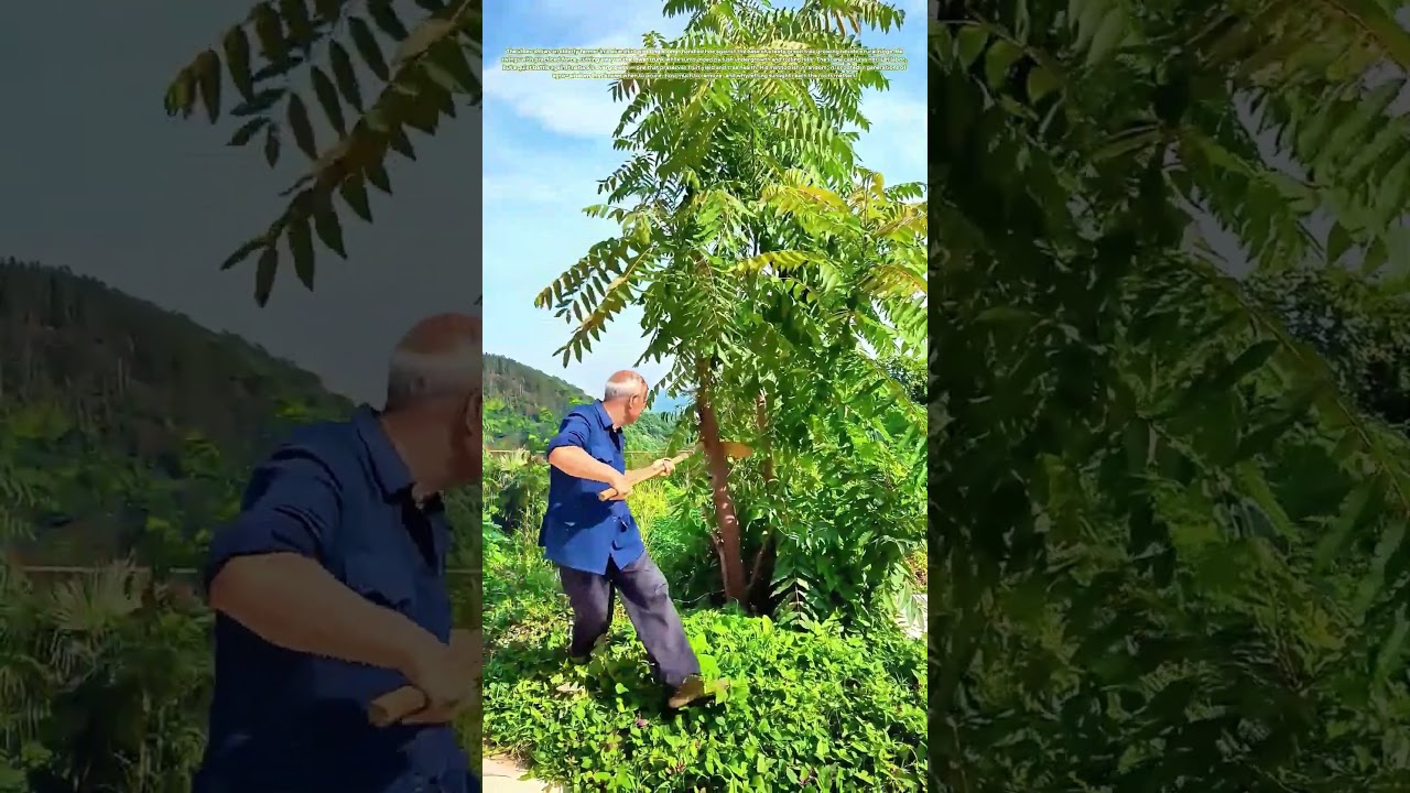 Chopping Back the Wild: Why This Farmer&rsquo;s Swing Saves His Fruit Trees