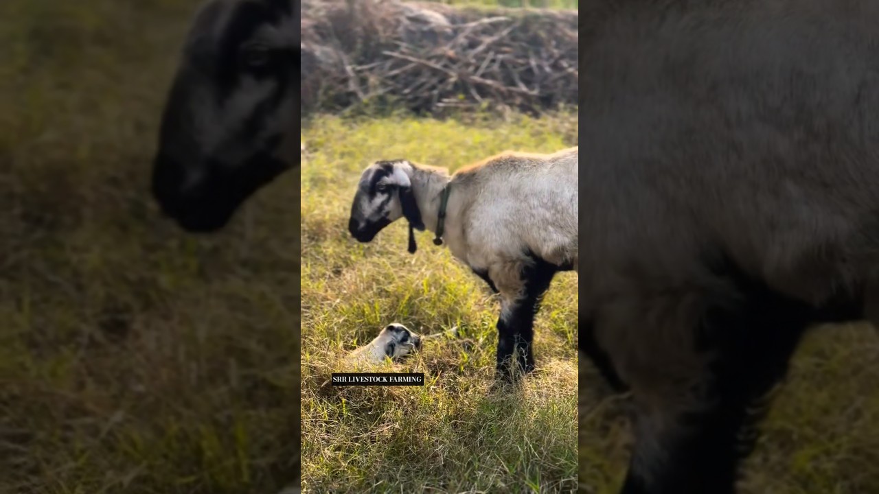 SHEEP FARMING IN TELANGANA