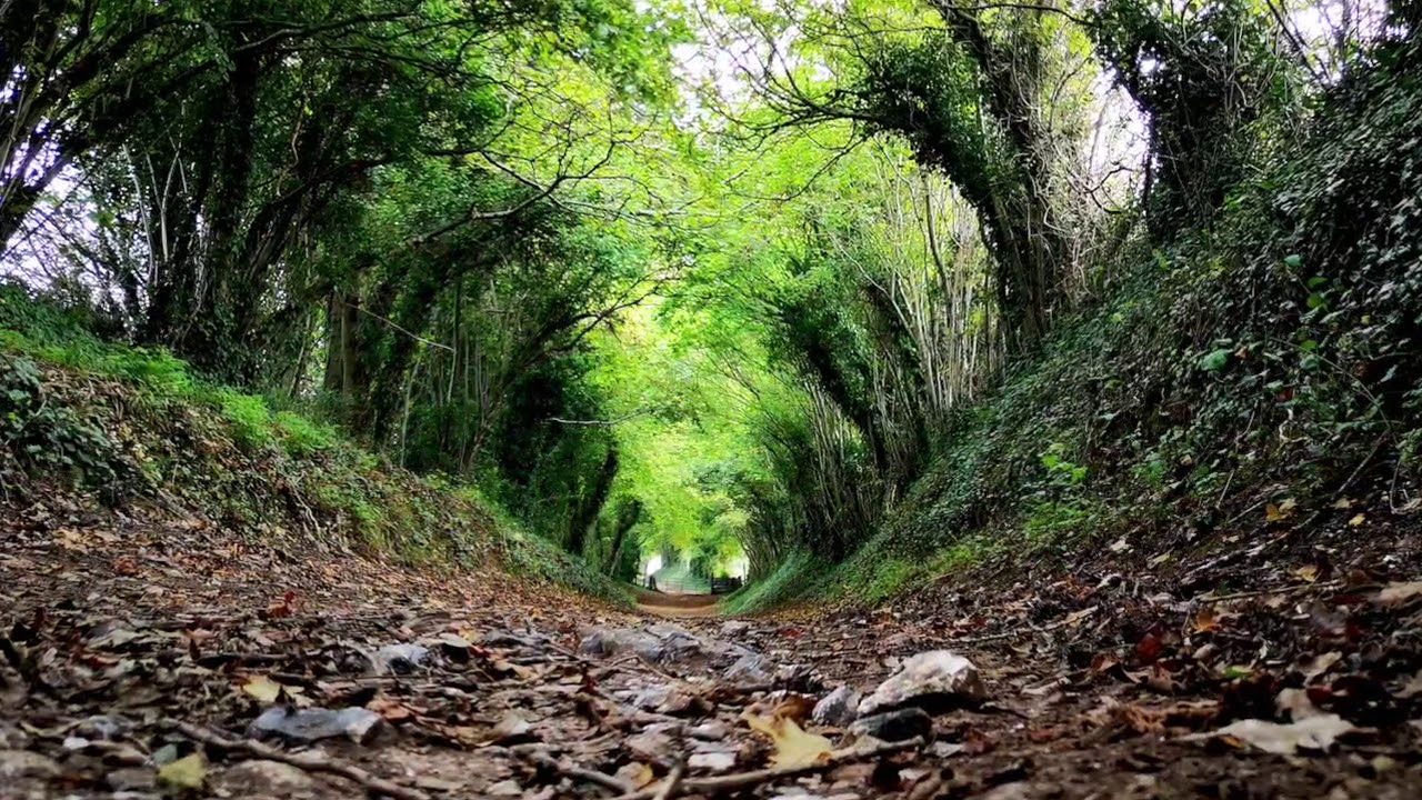 Halnaker Tree Tunnel
