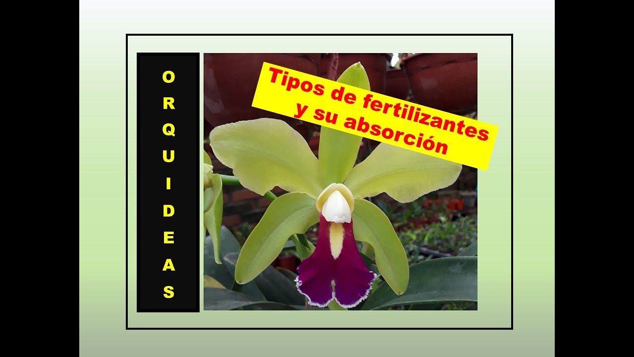 Fertilización de orquídeas (4ta Parte).Tipos de fertilizante y absorción