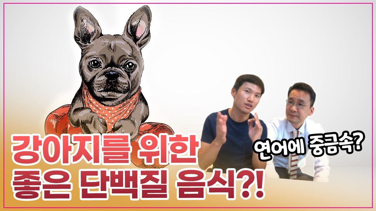 강아지를 위한 좋은 단백질 음식에 대해