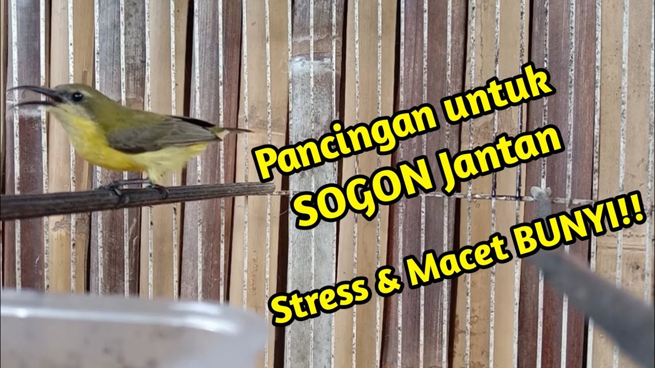 Pancingan untuk SOGON Jantan stres & macet bunyi !! SOGON BETINA