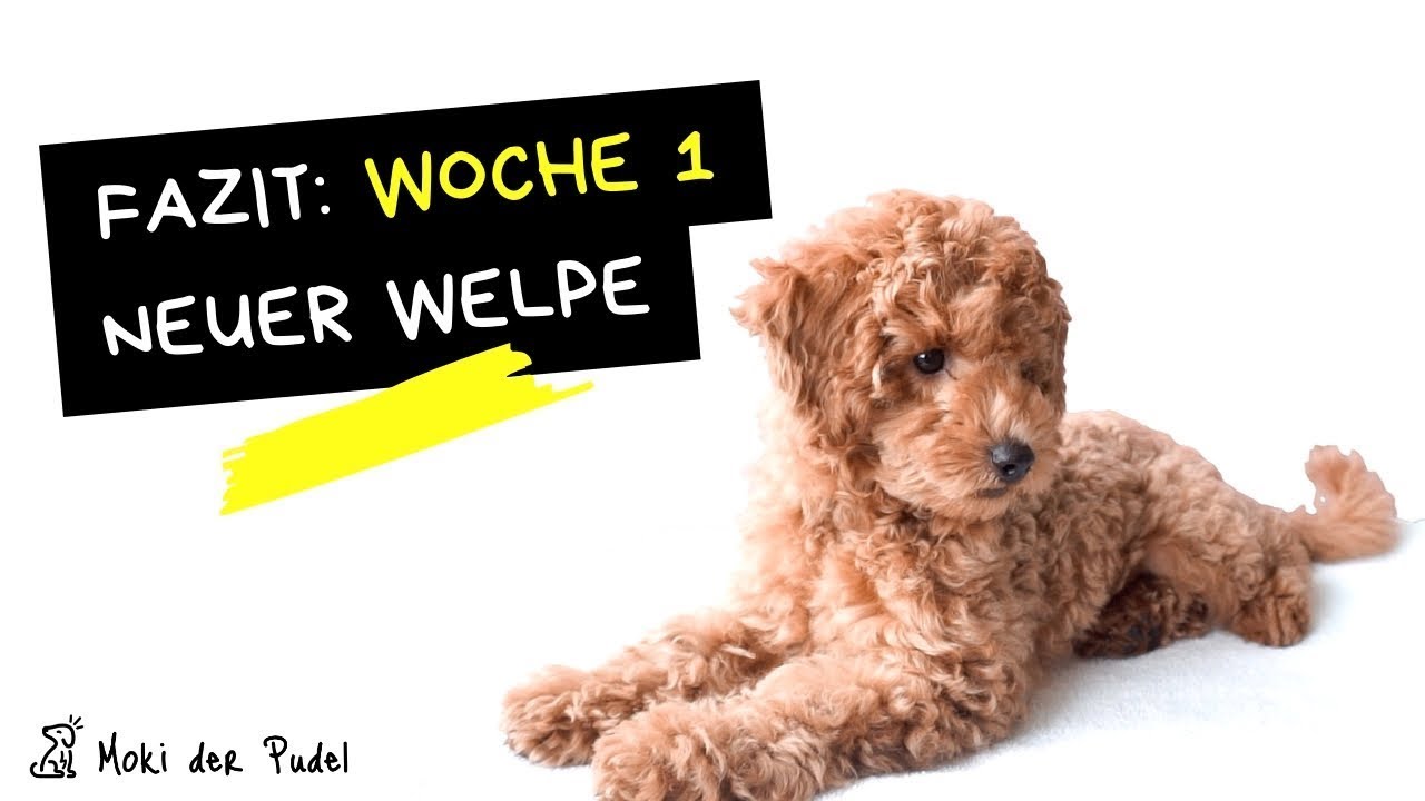 GESAMTFAZIT Welpe nach Woche 1 - Was kostet ein Hund? Wie teuer ist ein Hund?