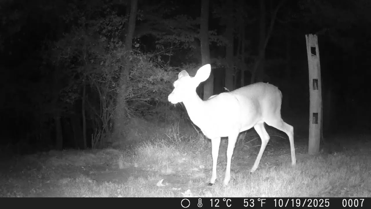 🌙✨ When the sun goes down, the real neighbors come out…