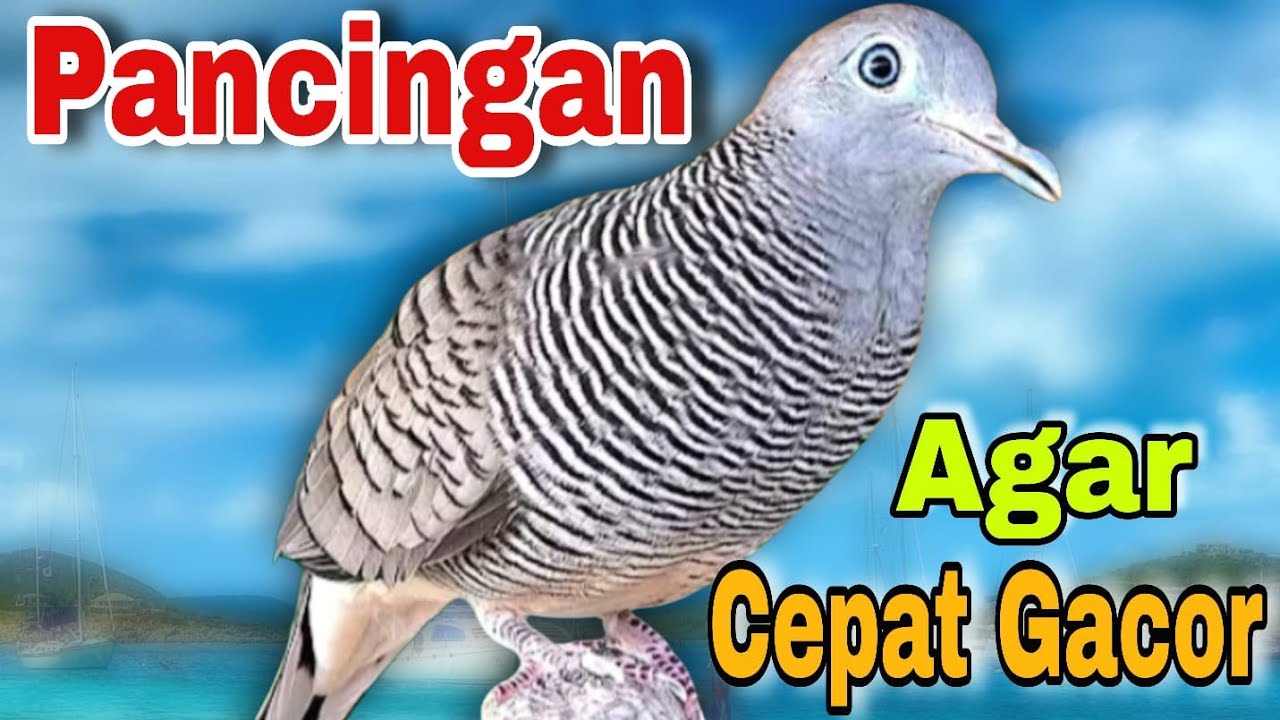 Perkutut betina mental baja bikin jantan emosi dijamin NYAUT dan GACOR