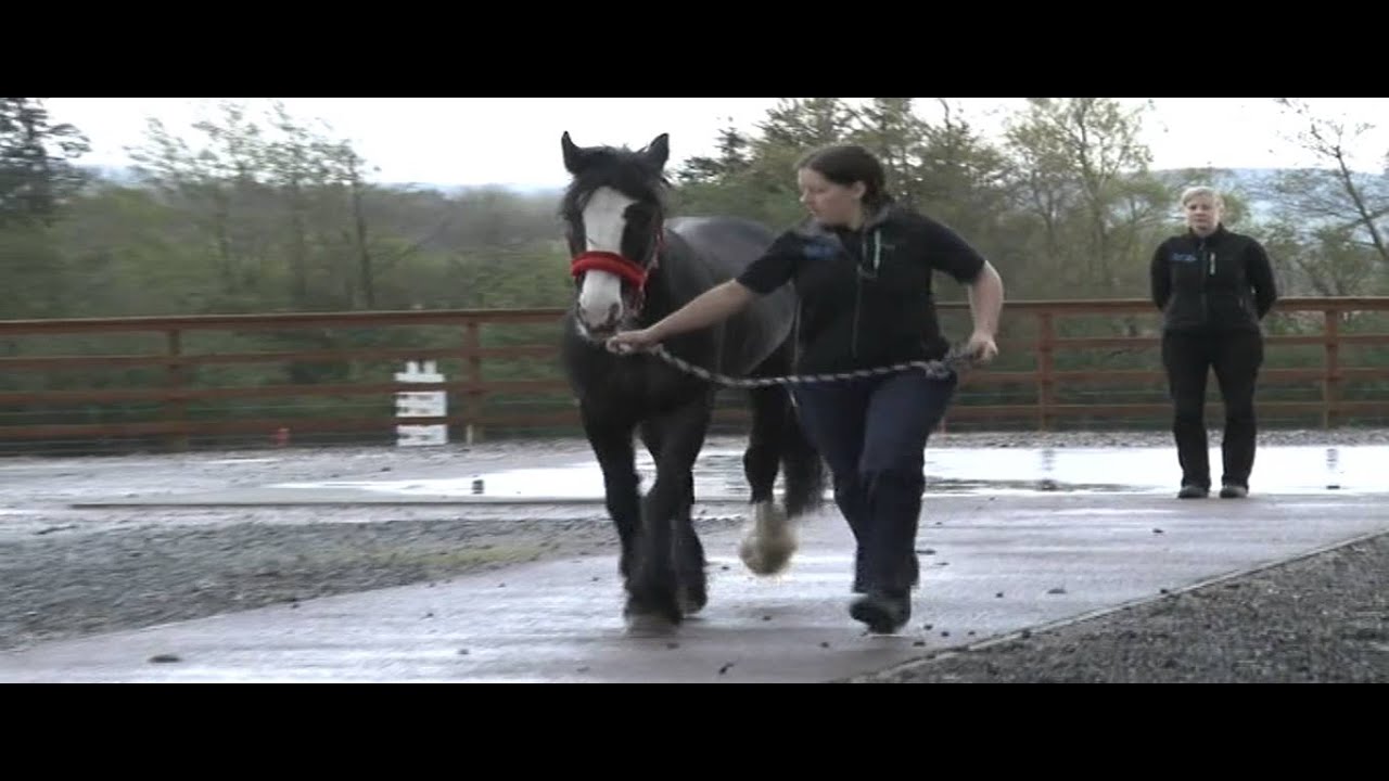 Clyde Vet Group Equine Hospital