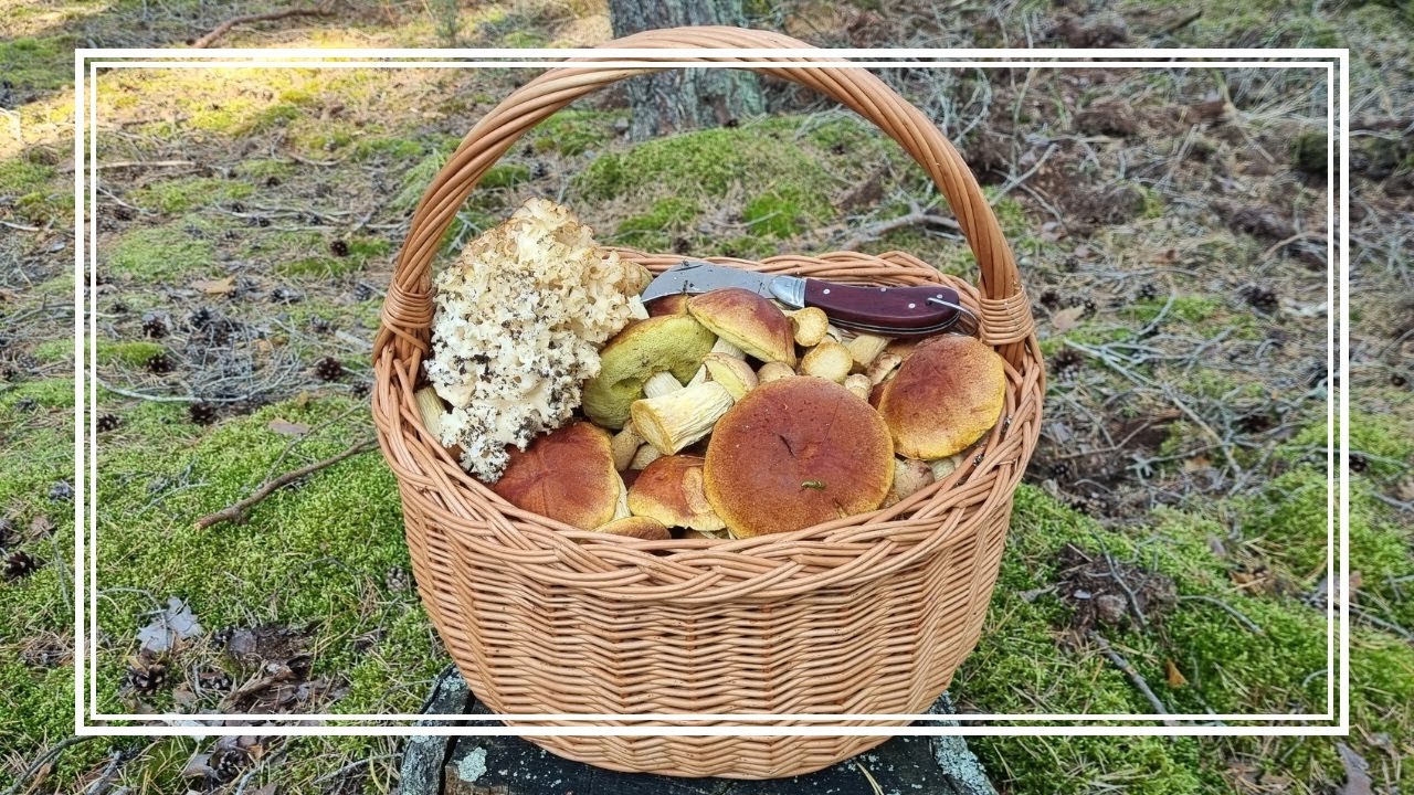 W KOŃCU ruszyłem na BOROWIKI AMERYKAŃSKIE!!! 🍄‍🟫🍄‍🟫🍄‍🟫 - KOSZ ZAPEŁNIONY w DWIE GODZINY!!! 🍄‍🟫🍄‍🟫🍄‍🟫