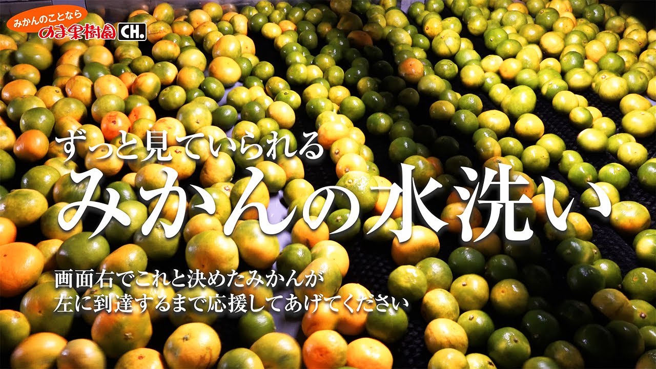 【ずっと見ていられる】みかんの水洗いBGV【みかんのことなら「のま果樹園」】