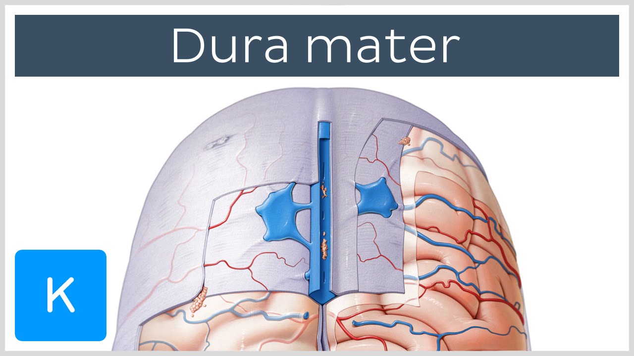 Dura mater - Function, Location & Layers - Neuroanatomy |&nbsp;Kenhub