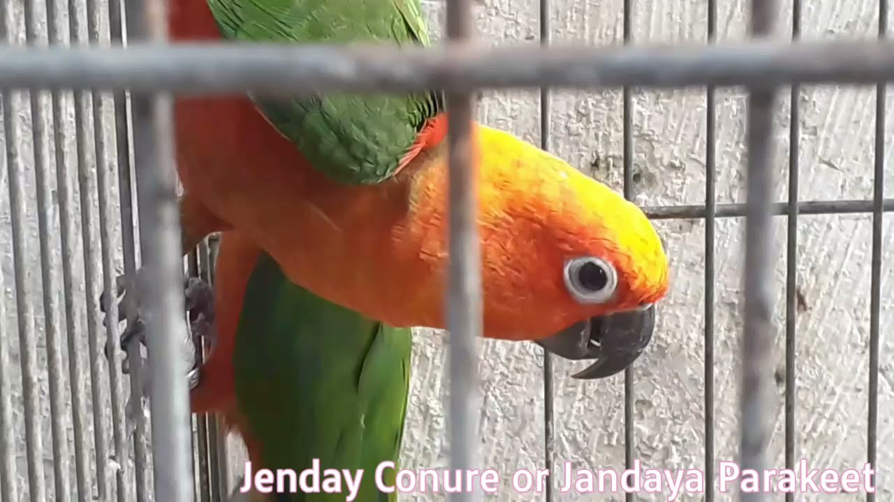 JENDAY CONURE TALKING | JENDAY CONURE SOUNDS | JENDAY CONURES TALKING #PARROTS #PARROTTALKING