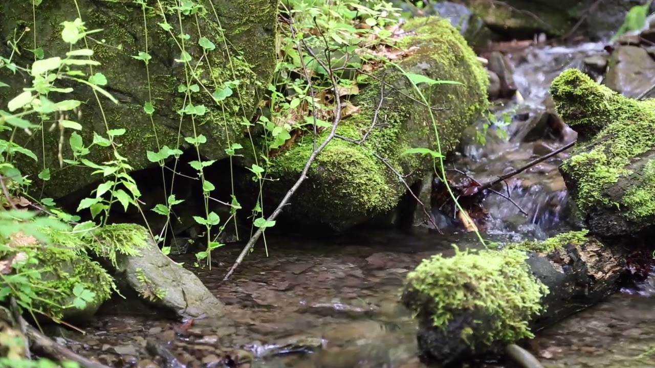 Kevin Kendle - The brook