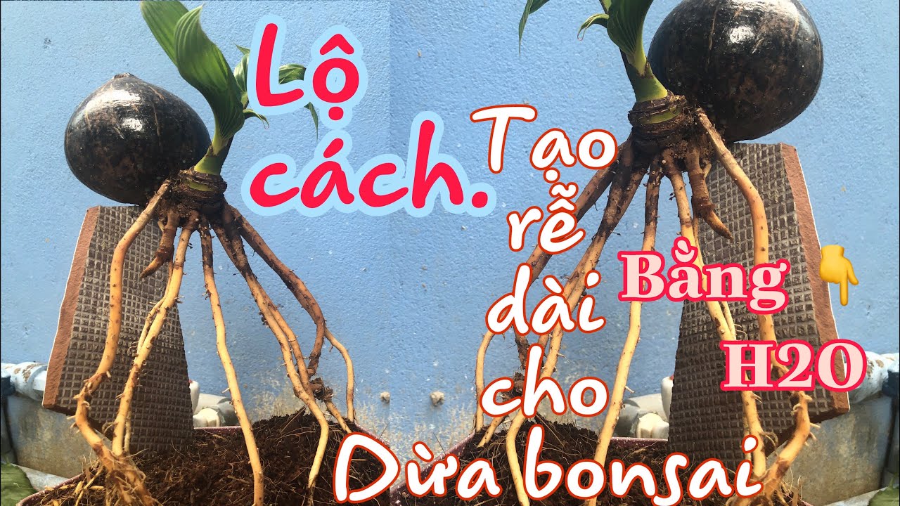 How to grow coconutbonsai in the water P2 🌴 (Ươm dừa bonsai p2)
