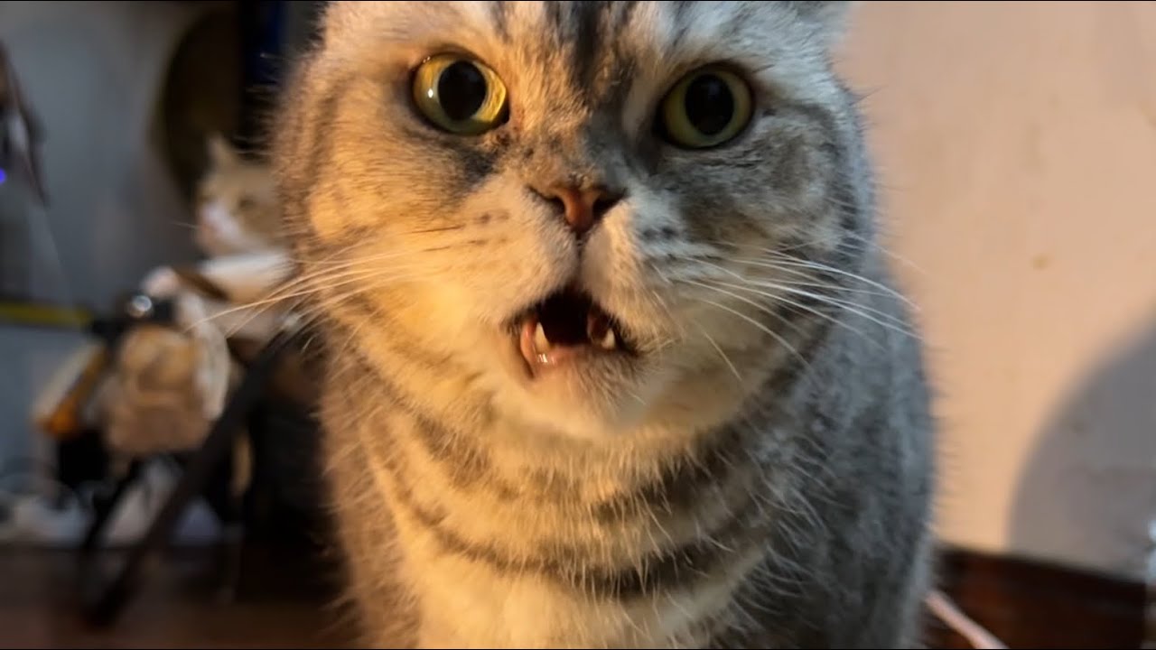家里有一只傻白甜的猫，真是又萌又可爱