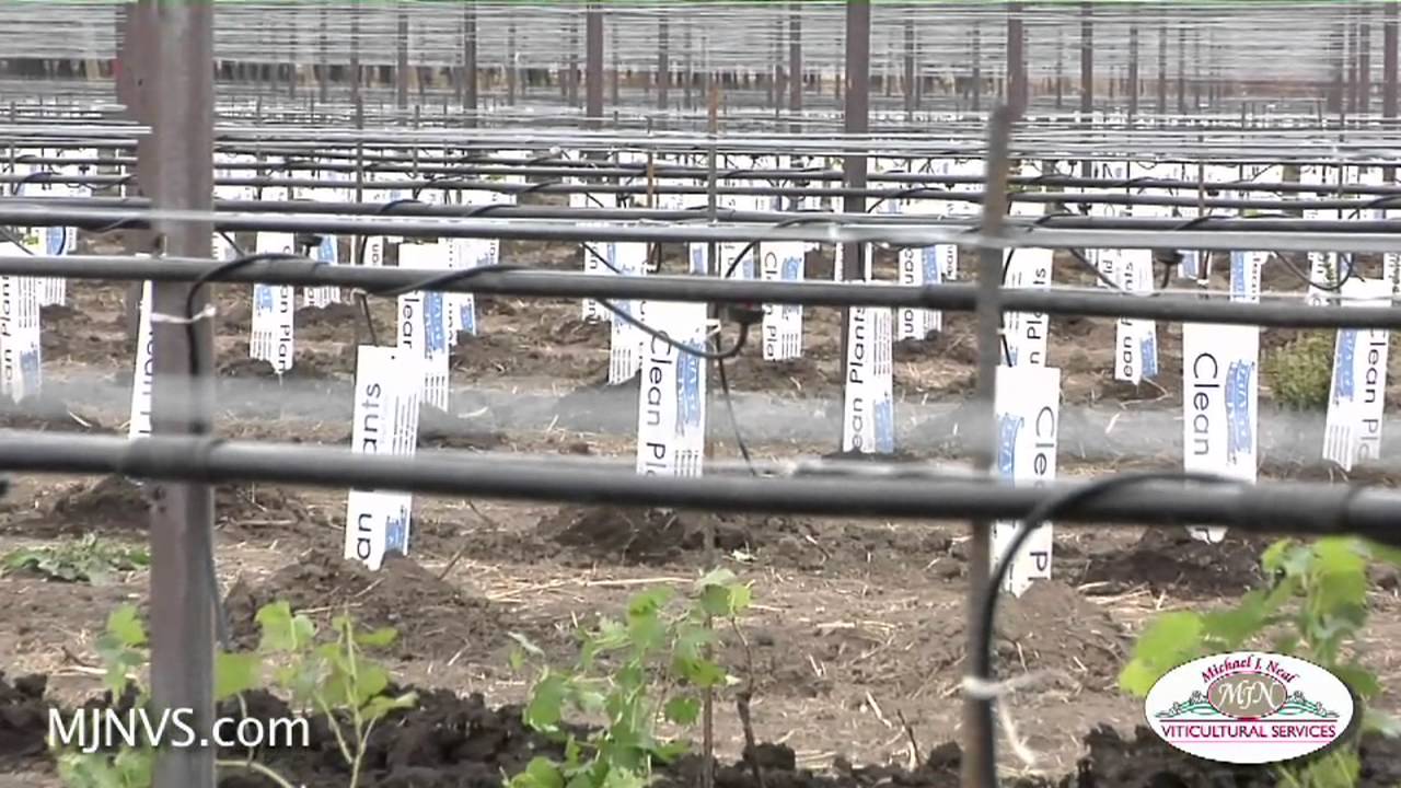 Re-planting a large vineyard in the Napa Valley I Michael J. Neal Viticultural Services