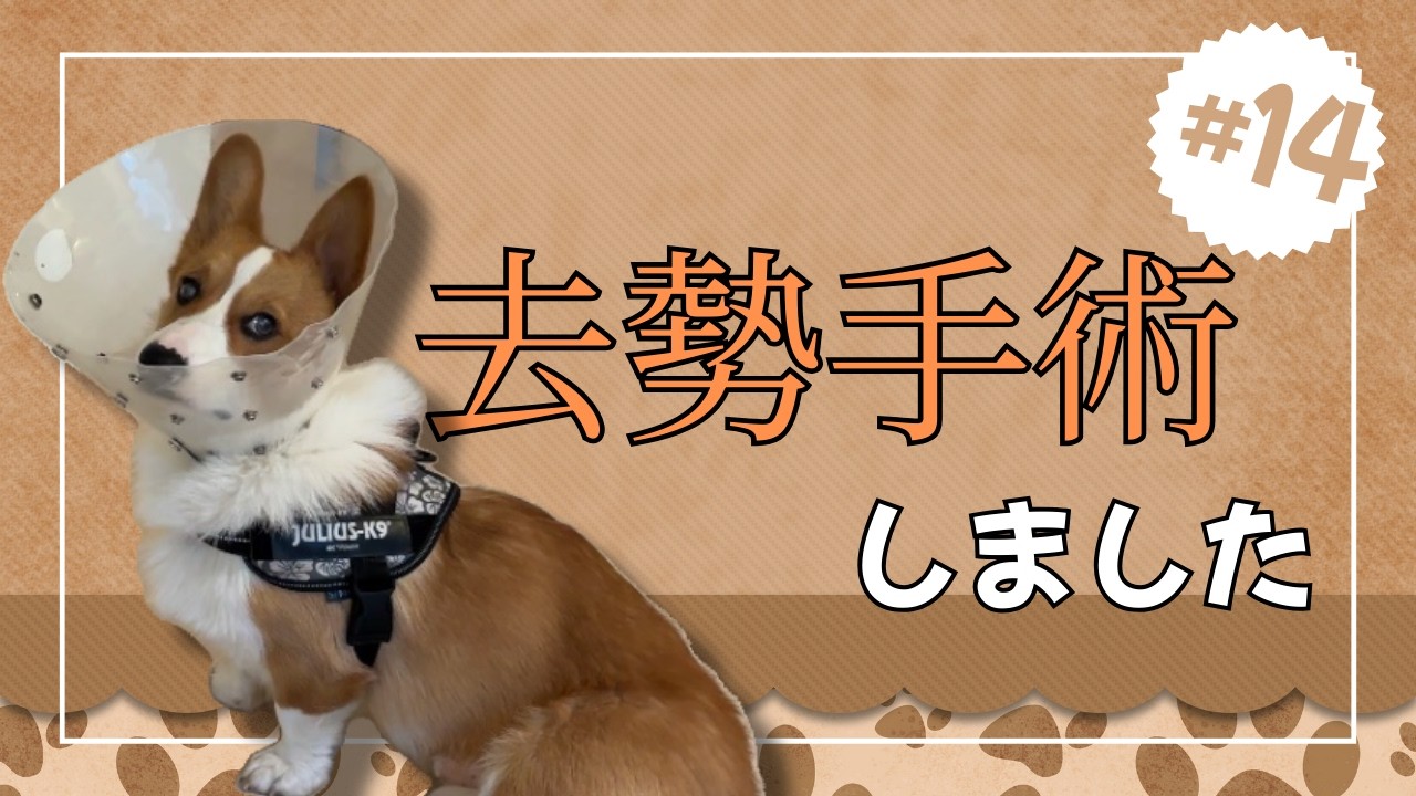 #14【去勢手術】保護犬なので手術しました【コーギー】