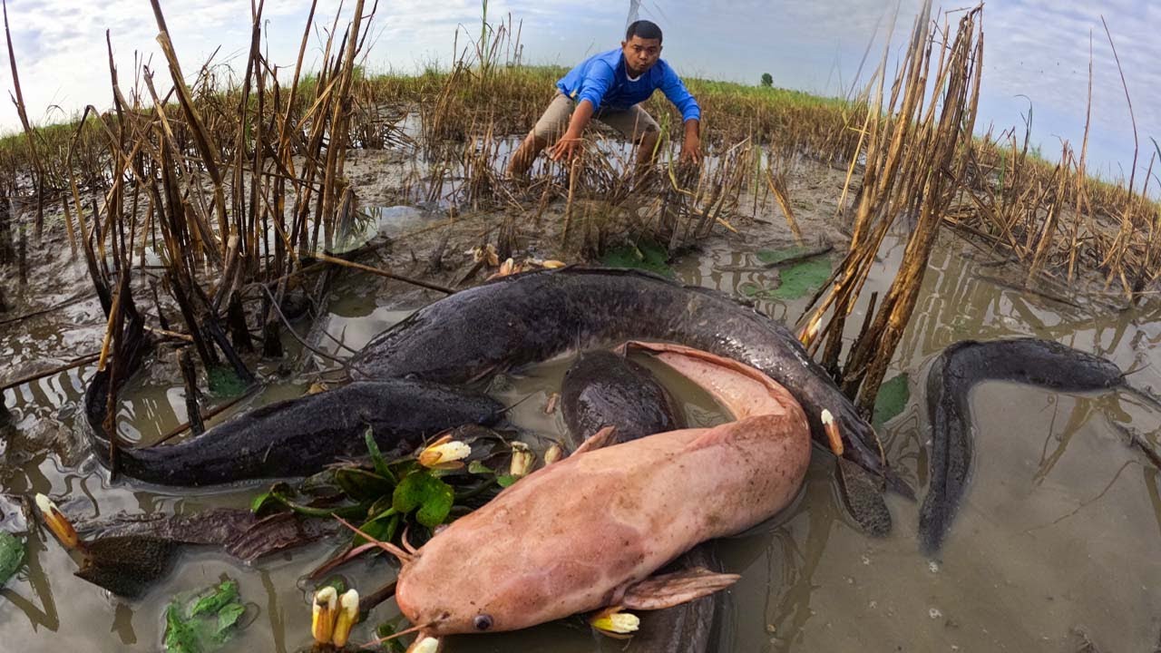 Best hand fishing a fisher catch a lot of fish by hand