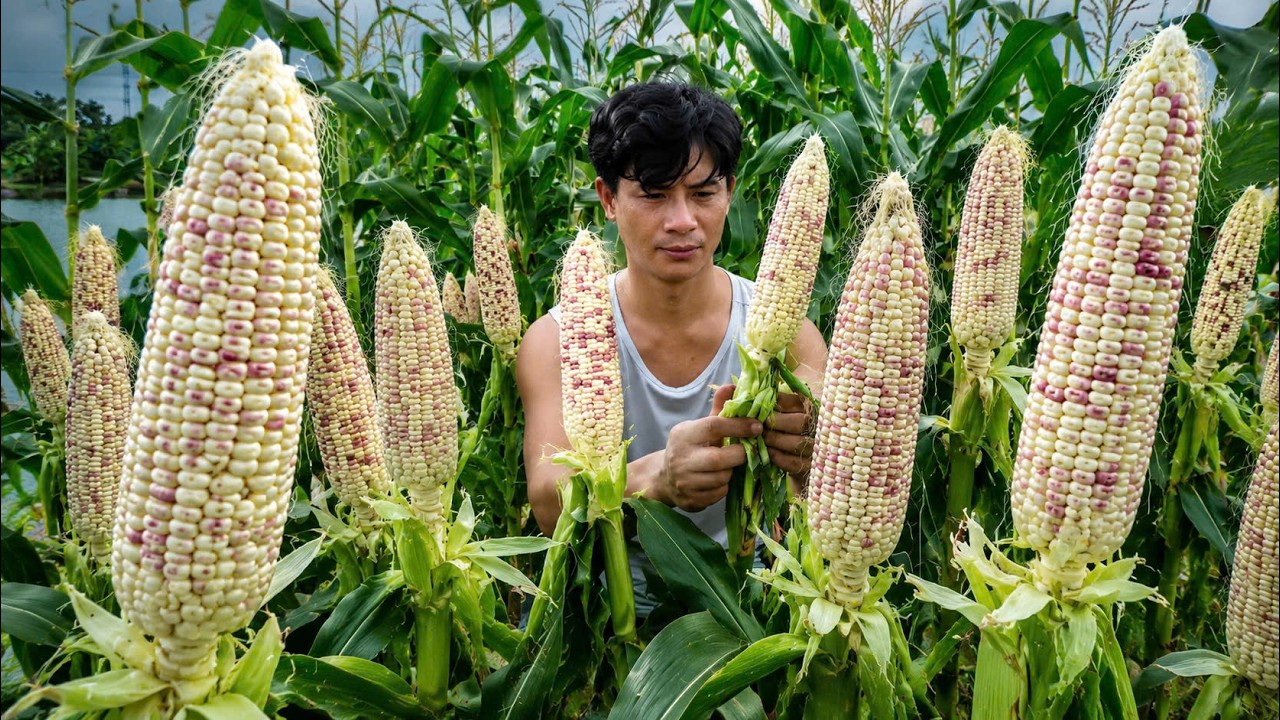 Harvesting Giant Corn, The Most Beautiful Corn of the Season
