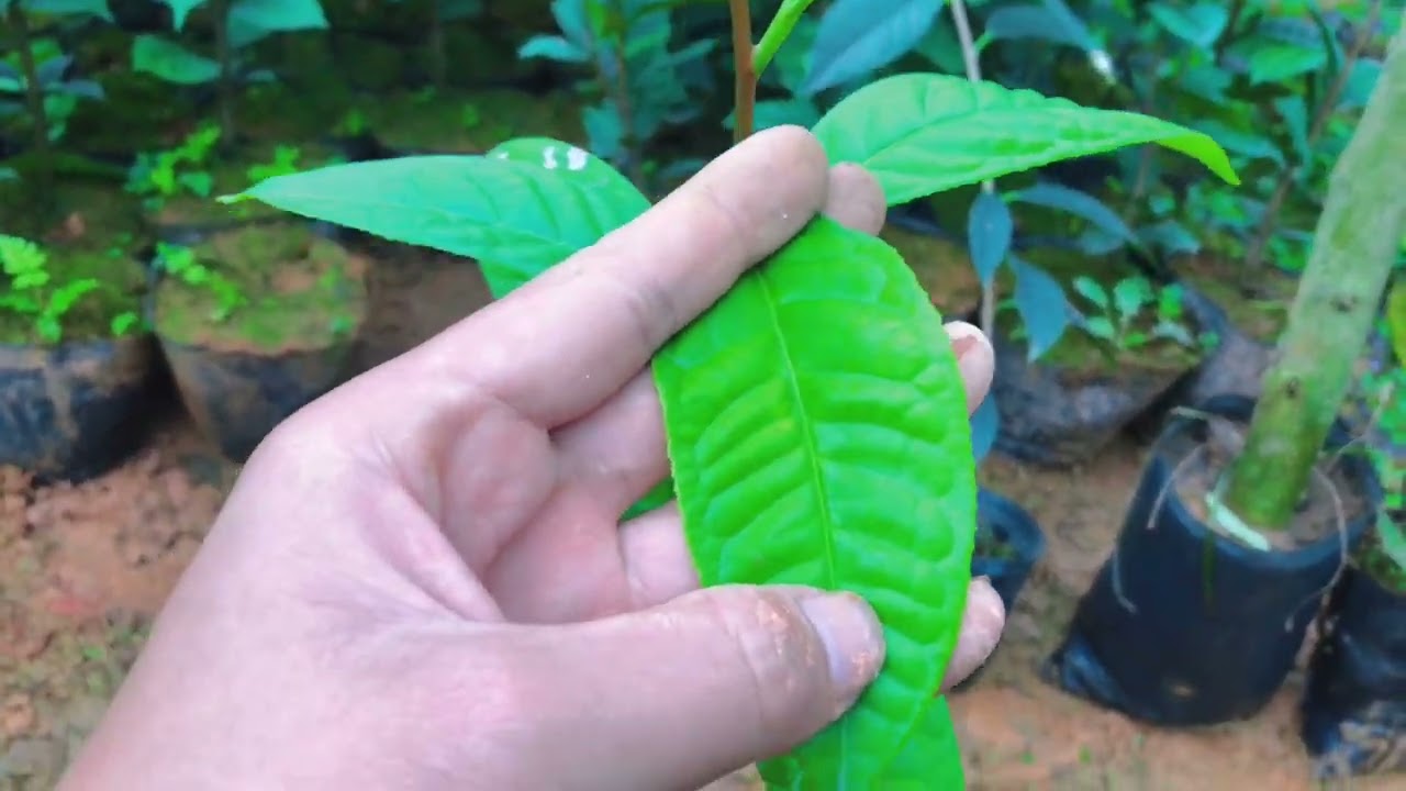 Nhận diện 9 loài Trà Hoa Vàng | văn hoá trà dược liệu Việt Nam 0946301497