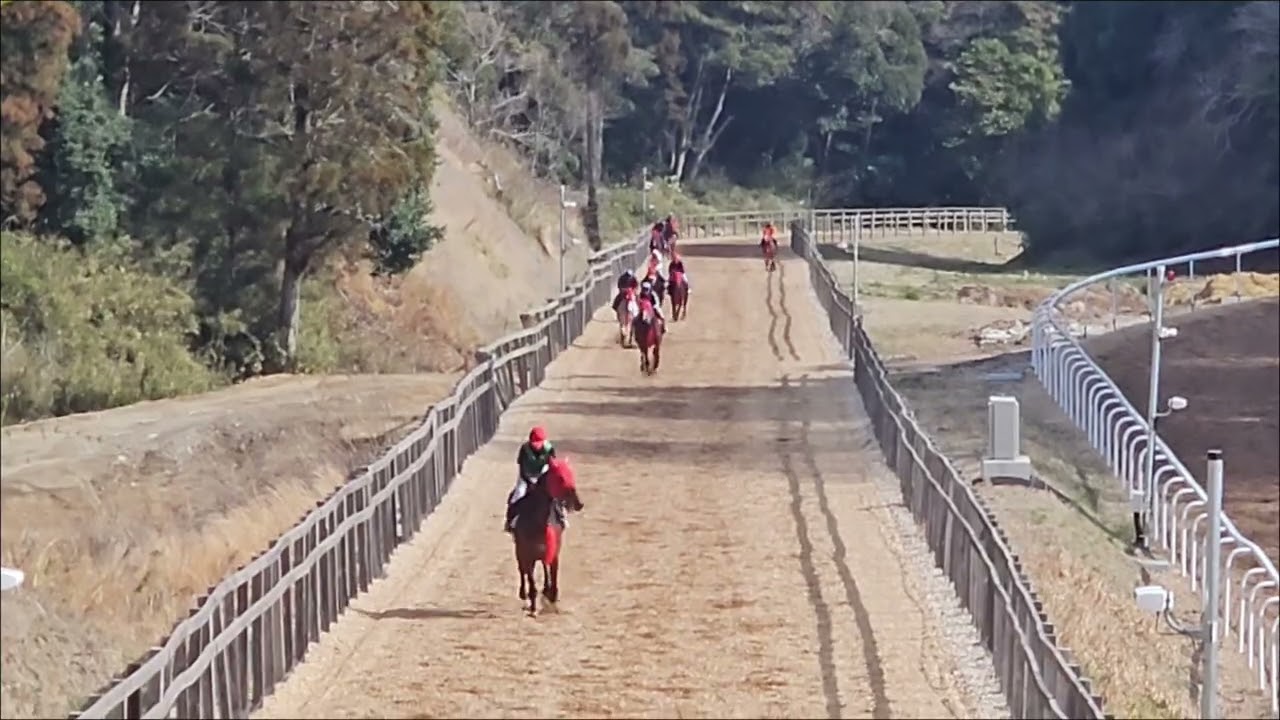 リリーズブルーム　坂路３頭目　260313撮影　ケイワンレーシング在厩