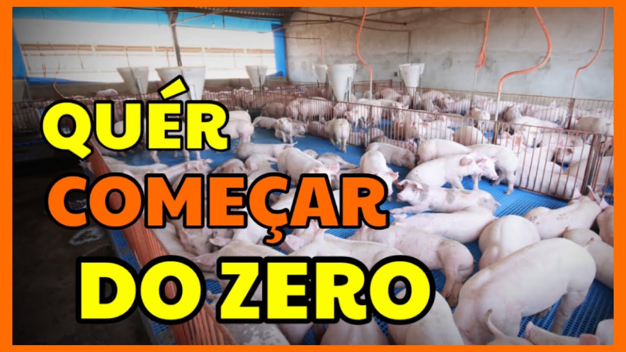 como começar criação de porco do zero |morando na roça 