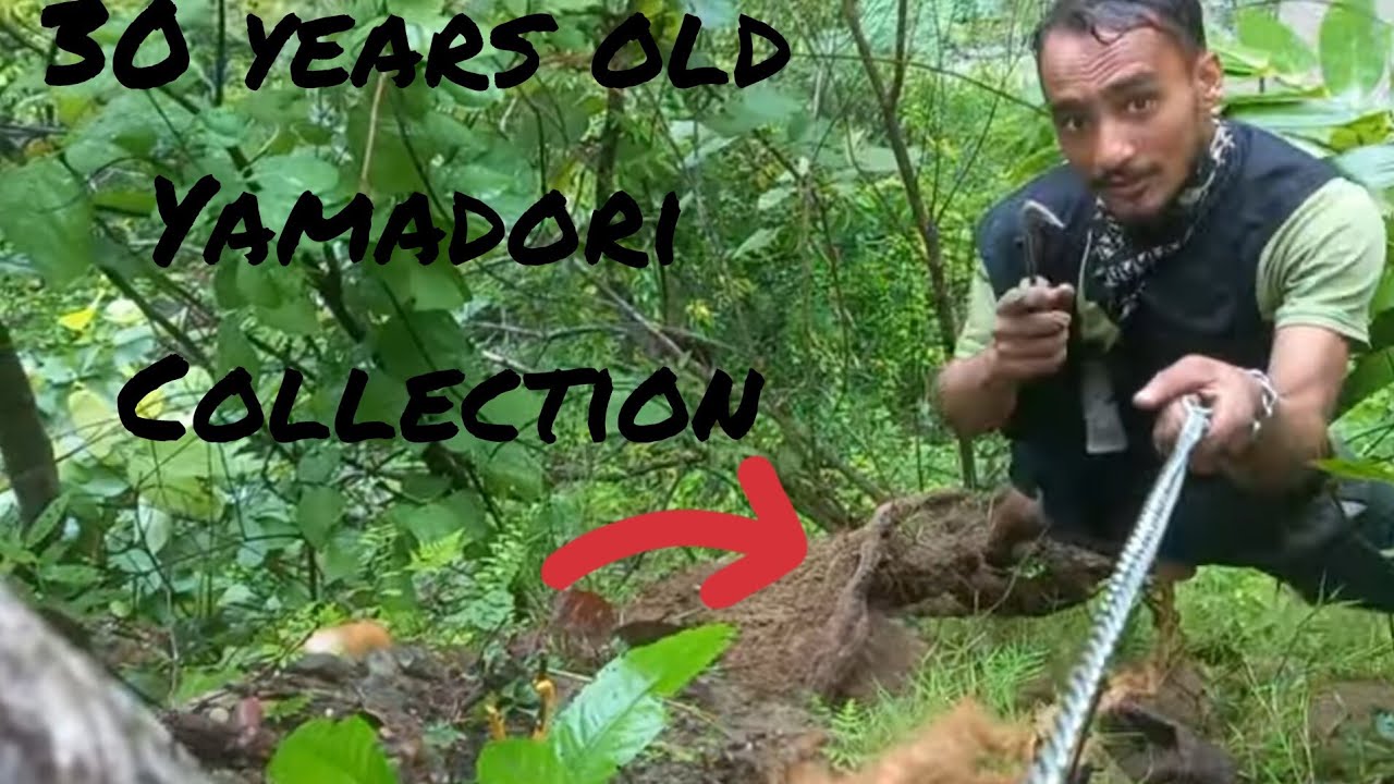 My First 🤗🤗Yamadori collection vlog with my Frn 😱😱 yamadori bonsai