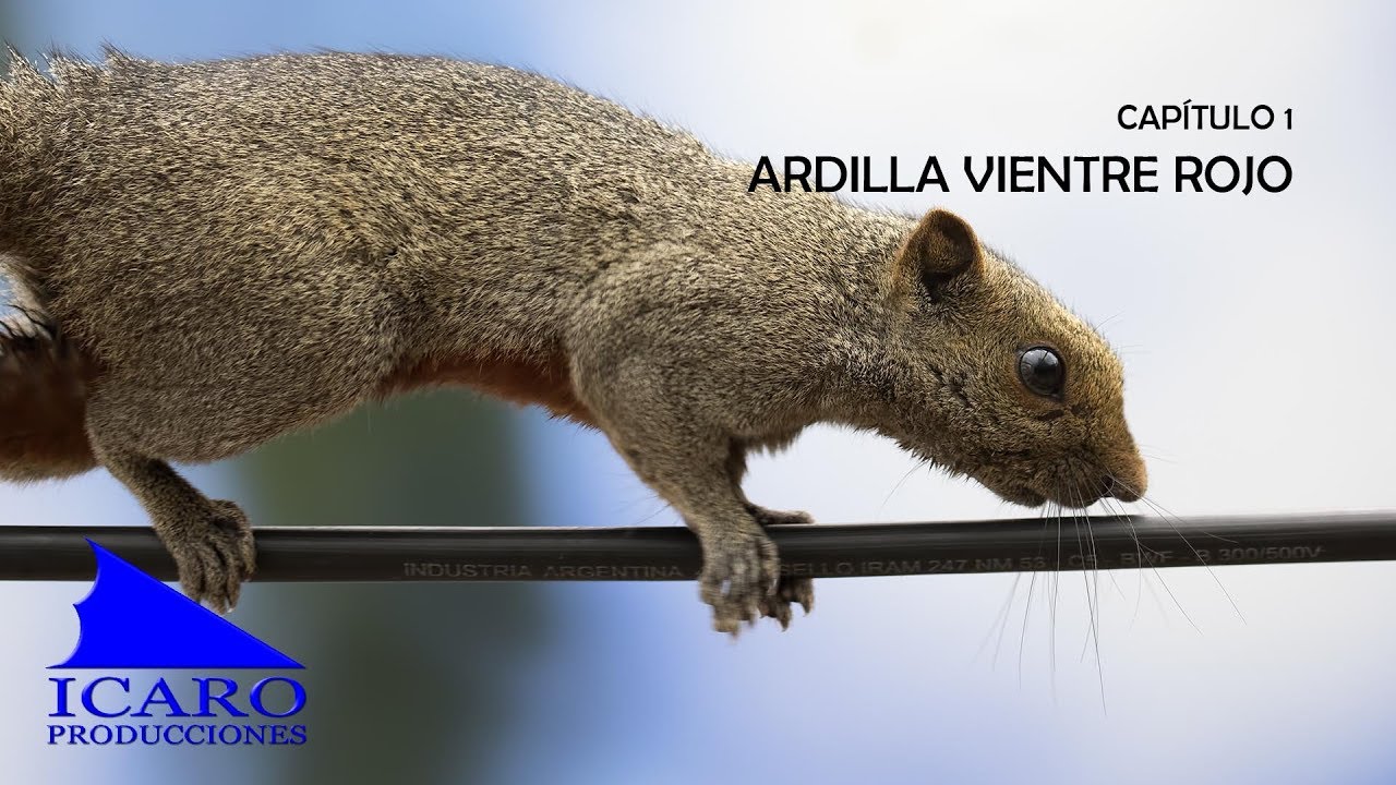 Cap 1 - ARDILLA VIENTRE ROJO - Especies Exóticas Invasoras