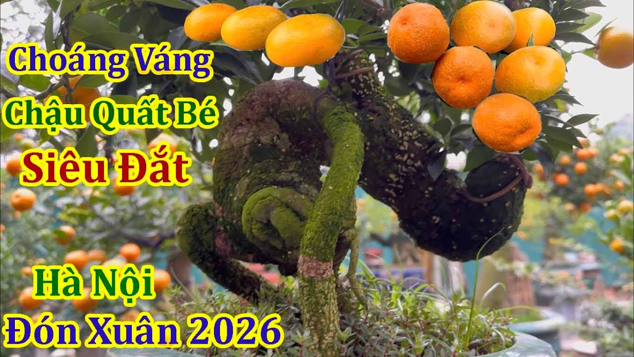 Tết Hà Nội 2026 - THẾ QUẤT ĐỘC LẠ ĐẮT NHẤT XUÂN BÍNH NGỌ