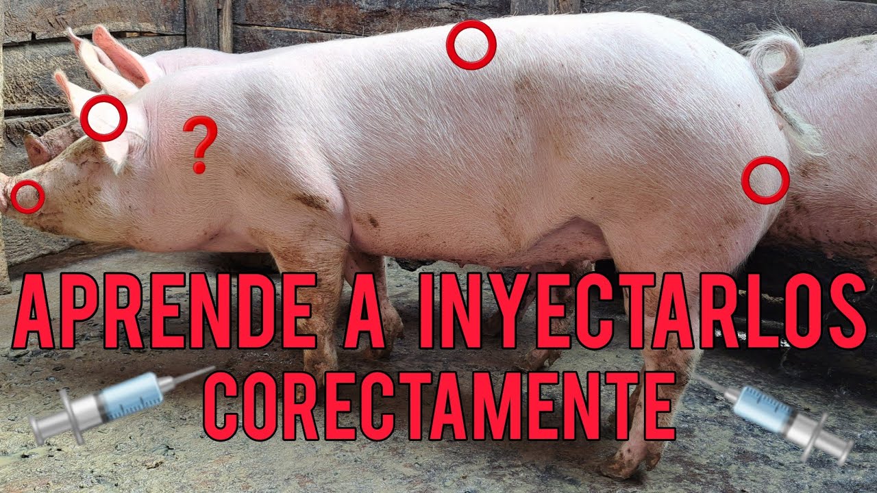 como  INYECTAR  cerdos