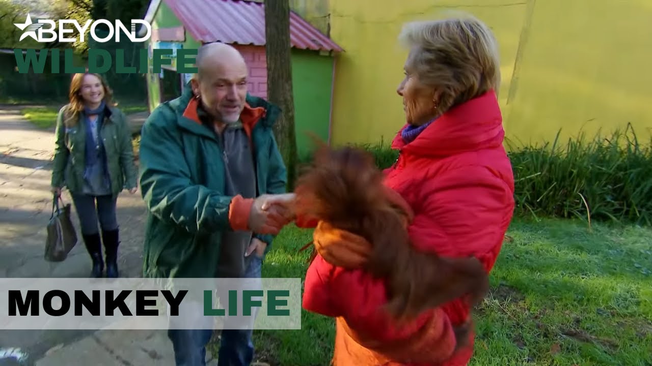 S6E02 | Orang-Utan Silvestre Gives Jeremy The Run Around! | Monkey Life | Beyond Wildlife
