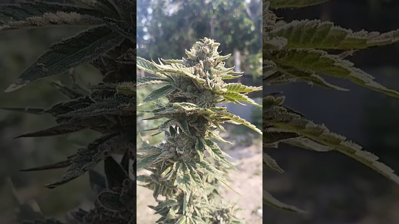LA Kush Cake : Seed Junky