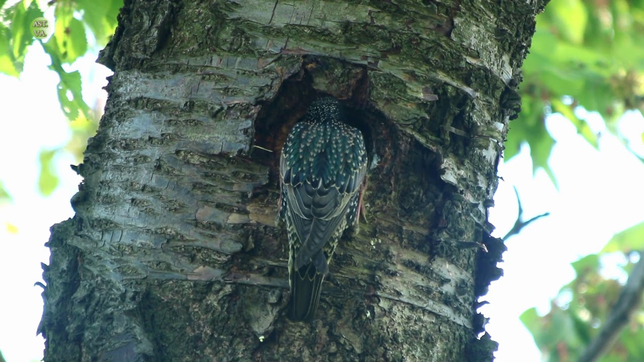(Doku) Natur & Tiere: ,,Im Reich der Tiere,, Teil 3 (AST.VA)