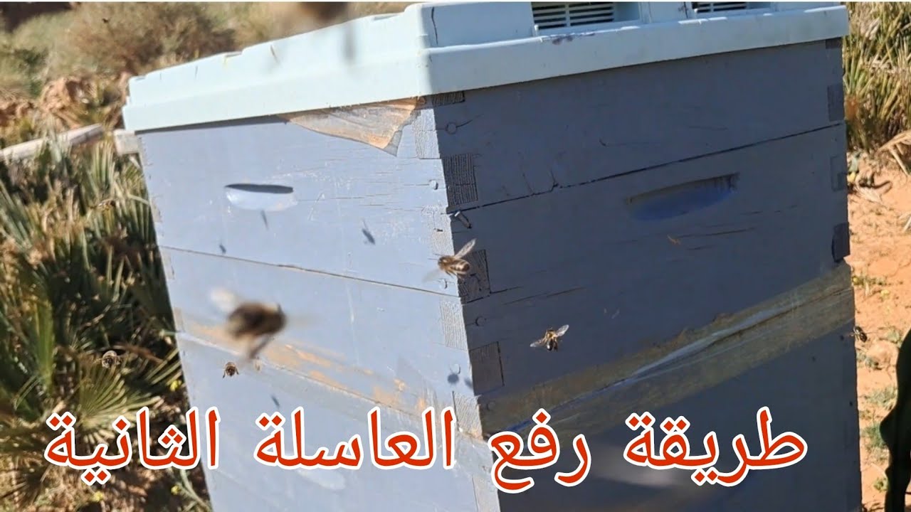 طريقة رفع العاسلة الثانية