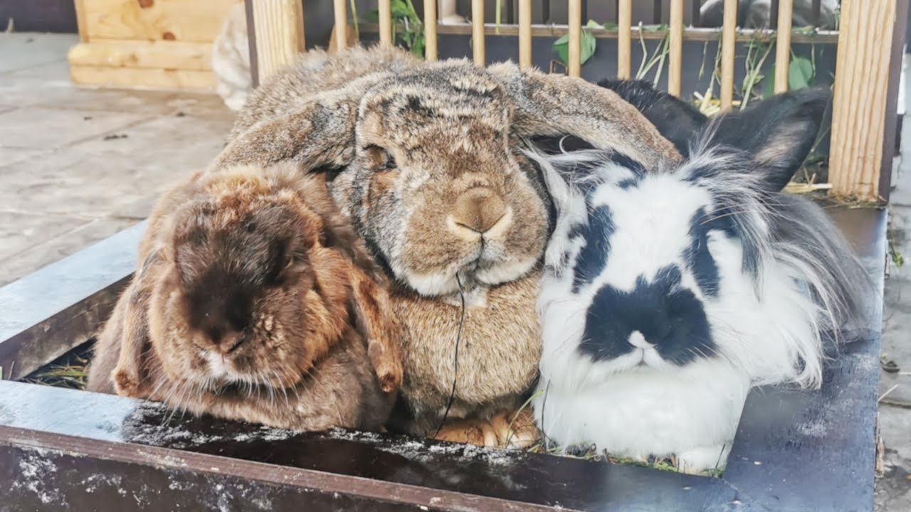 Viel Spaß mit den Tieren, VLog 22.05.2022