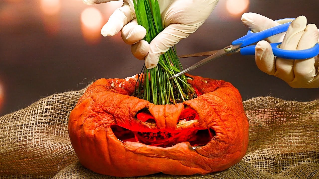 ROTTING PUMPKIN Timelapse - Halloween EDITION!