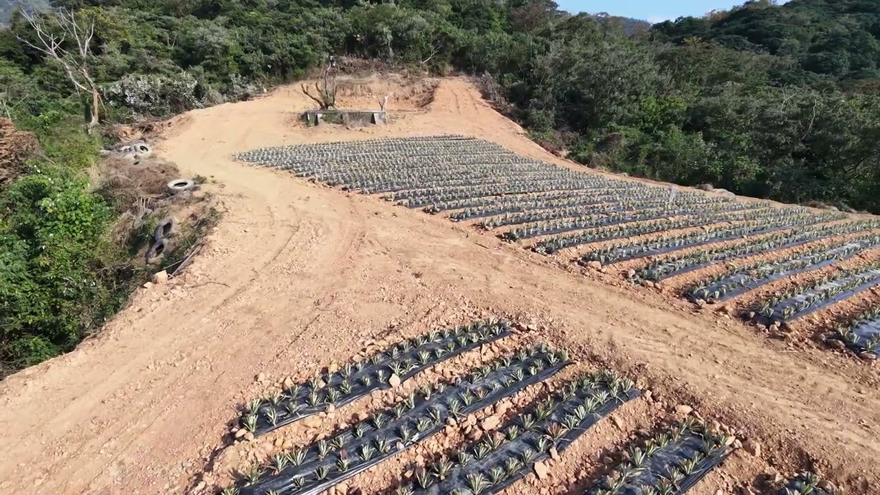 空拍機巡視鳳梨園