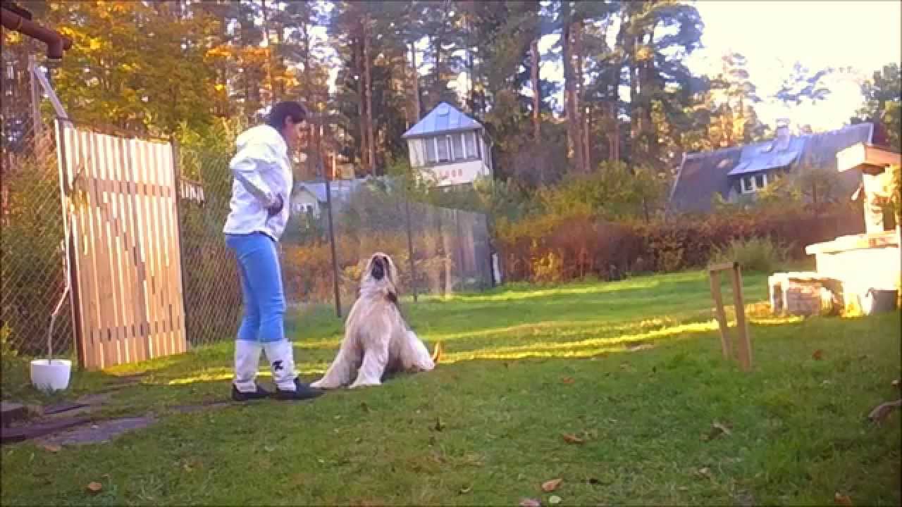 Afghan hound tricks without treats
