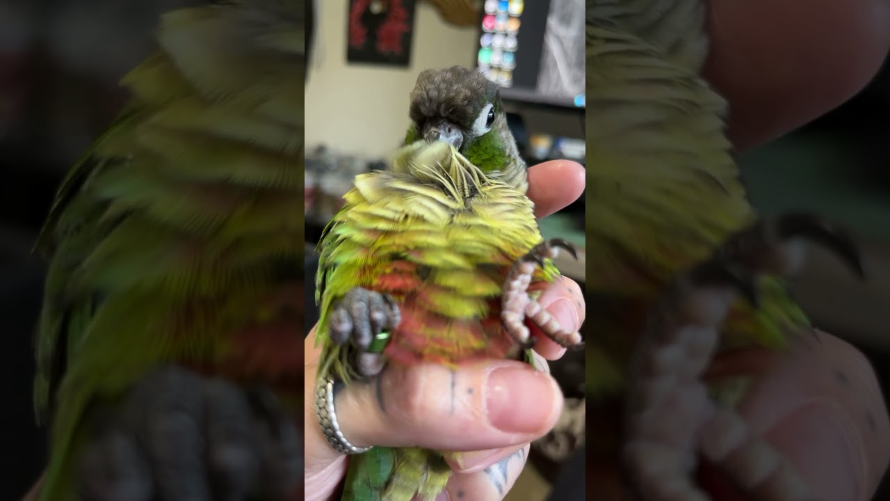 Just chilling. #birdmum #parrot #conure