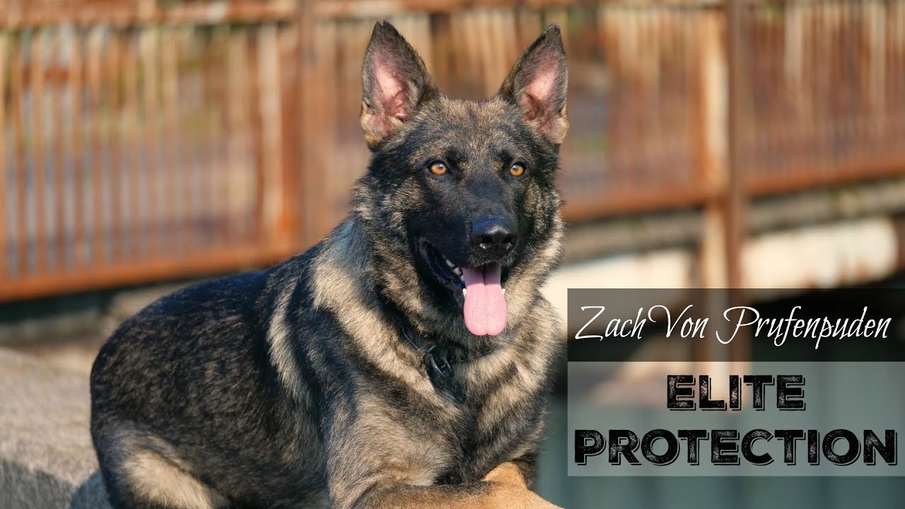 “Zach” Elite Executive Level Family Protection Dog For Sale