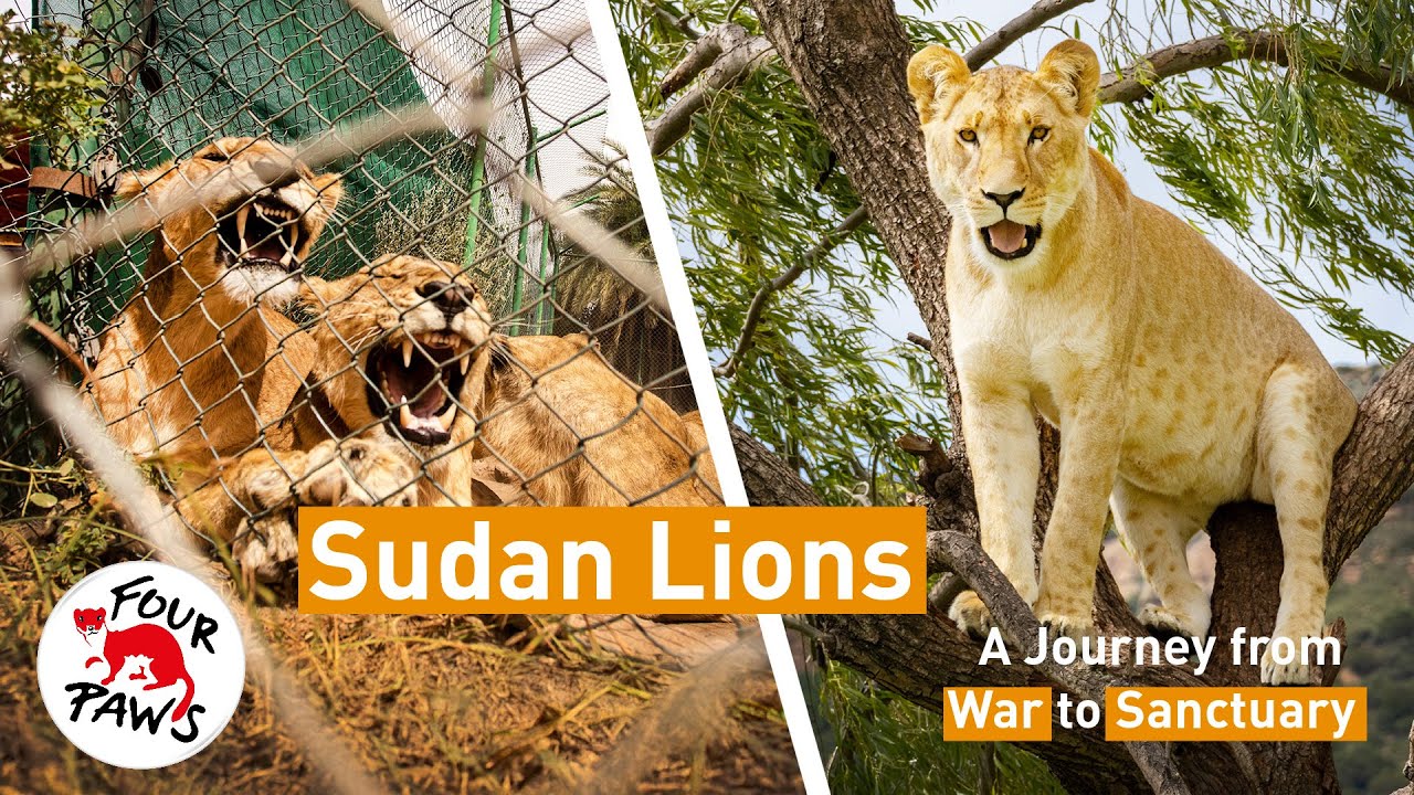 Sudan Lion Rescueversary | FOUR PAWS South Africa | [SUBS]