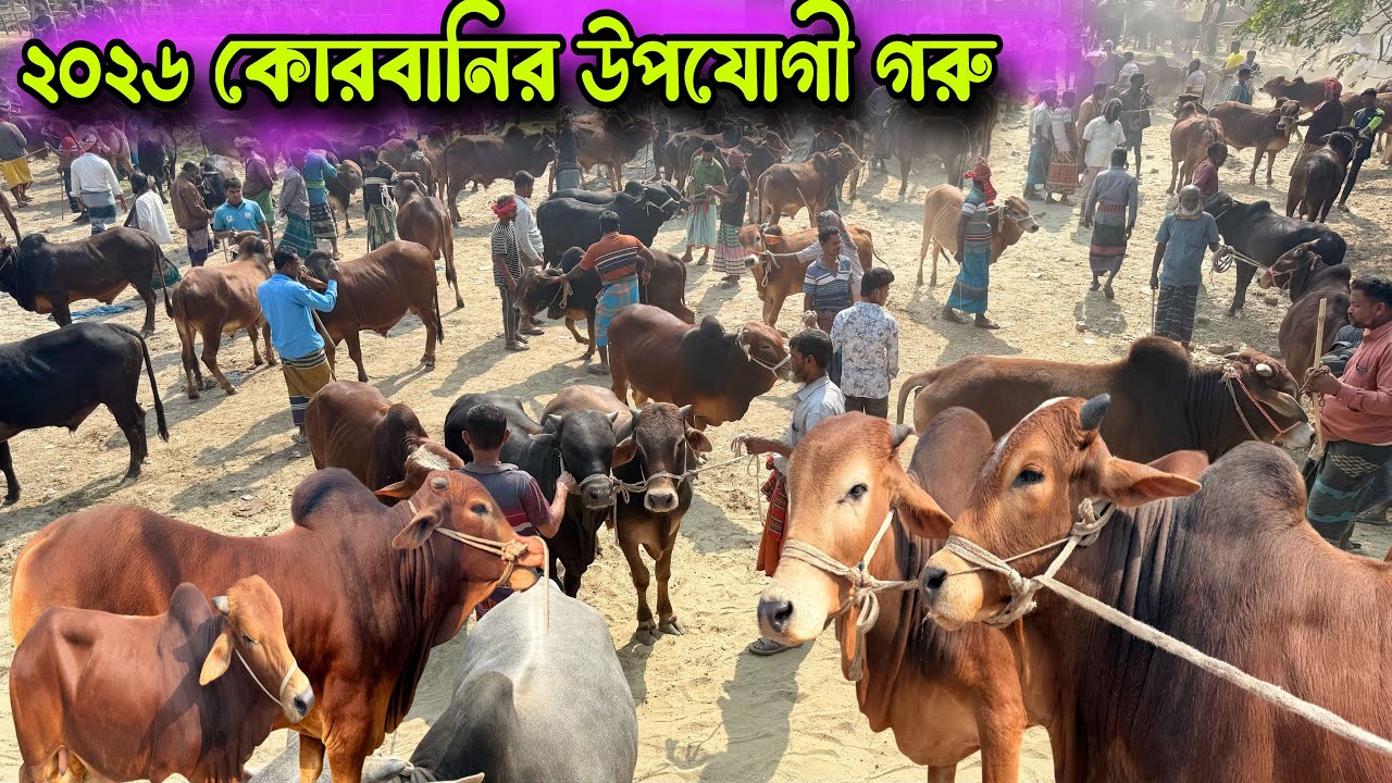শিয়ালমারি হাটের শেষ দিকে ক্রেতা নেই! কোরবানির উপযোগী শাহীওয়াল গরু কেনাবেচা দেখুন ।
