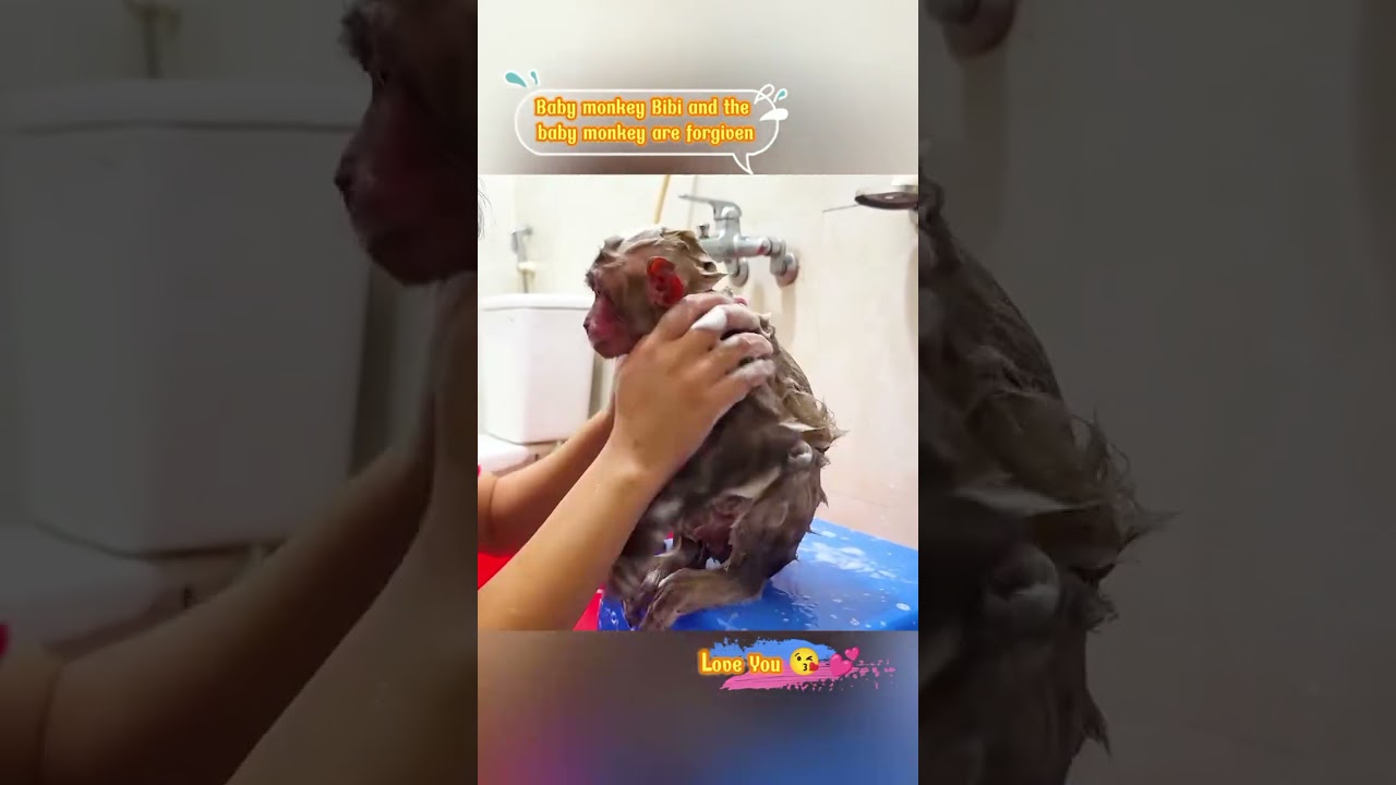 Baby monkey Bibi and the baby monkey are forgiven and given special c...
