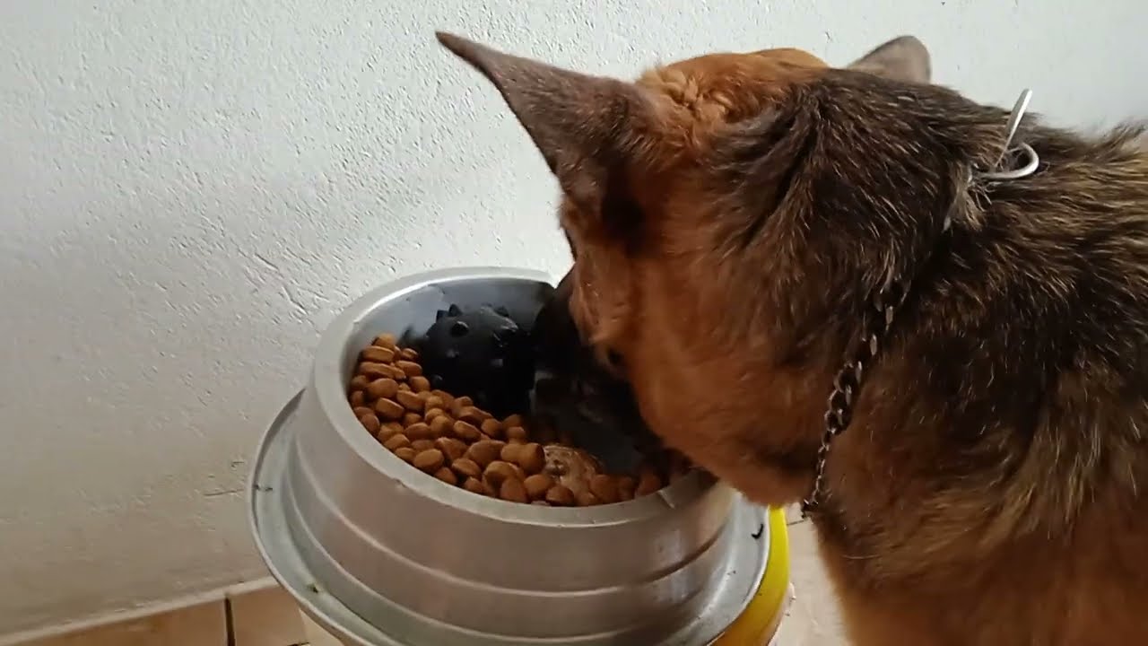 💪 Alimentando a guardiã Pastor Alemão.