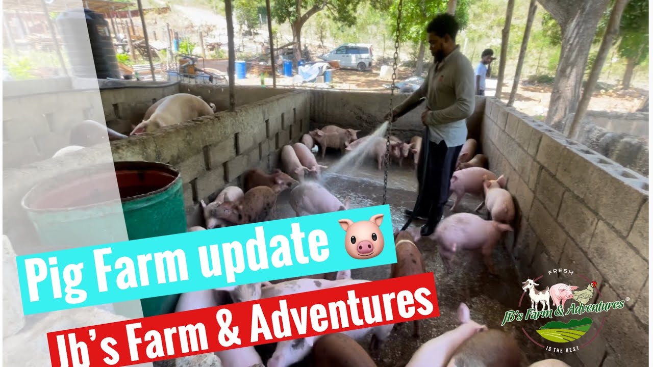 Pig farm update #jamaica #876