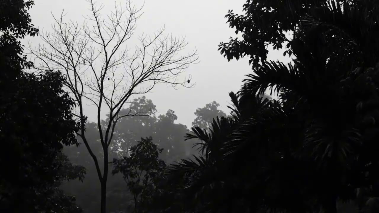 Deep Sleep Thunderstorm Ambience with Heavy Rain in the Dark Woods