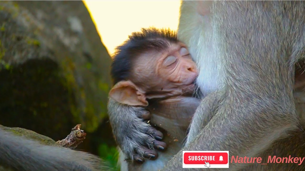 Monkey nurses her baby