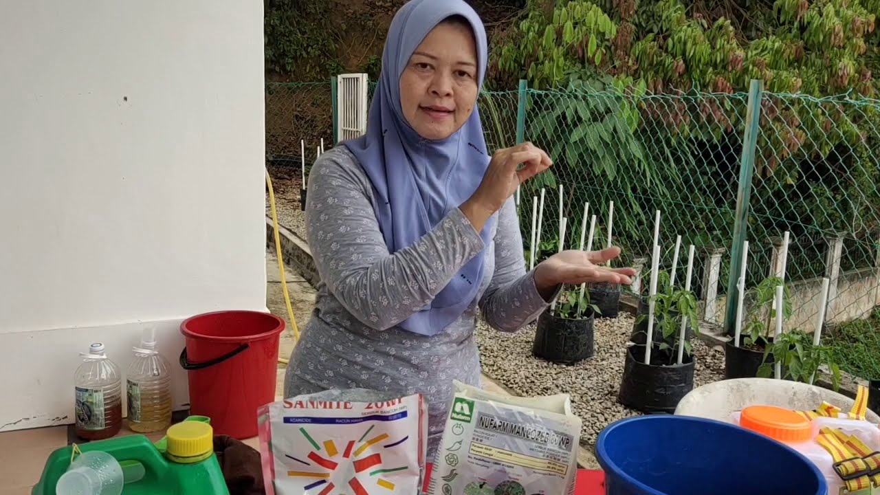 E) Basmi Tunggau & White fly Mengunakan SANMITE.. Cili Kulai & Keriting Usia 4 minggu/ 28hst.