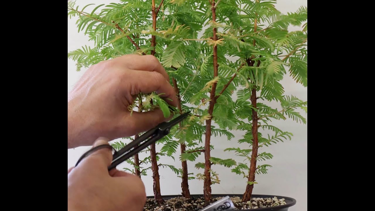 Dawn Redwood Grove June 2025